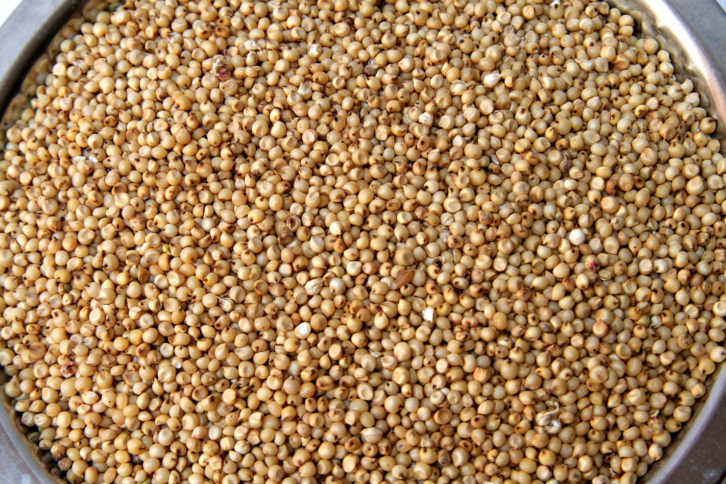 Jowar (Sorghum)